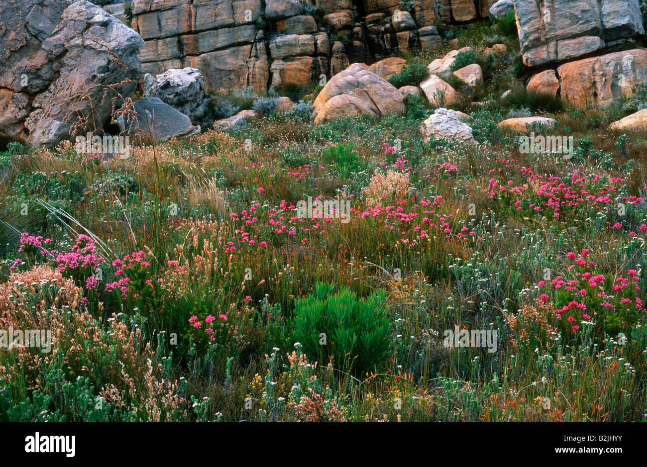 Flowering fynbos and sandstone blocks in the Cederberg mountain range of South Africa's Western Cape Province. Stock Photo