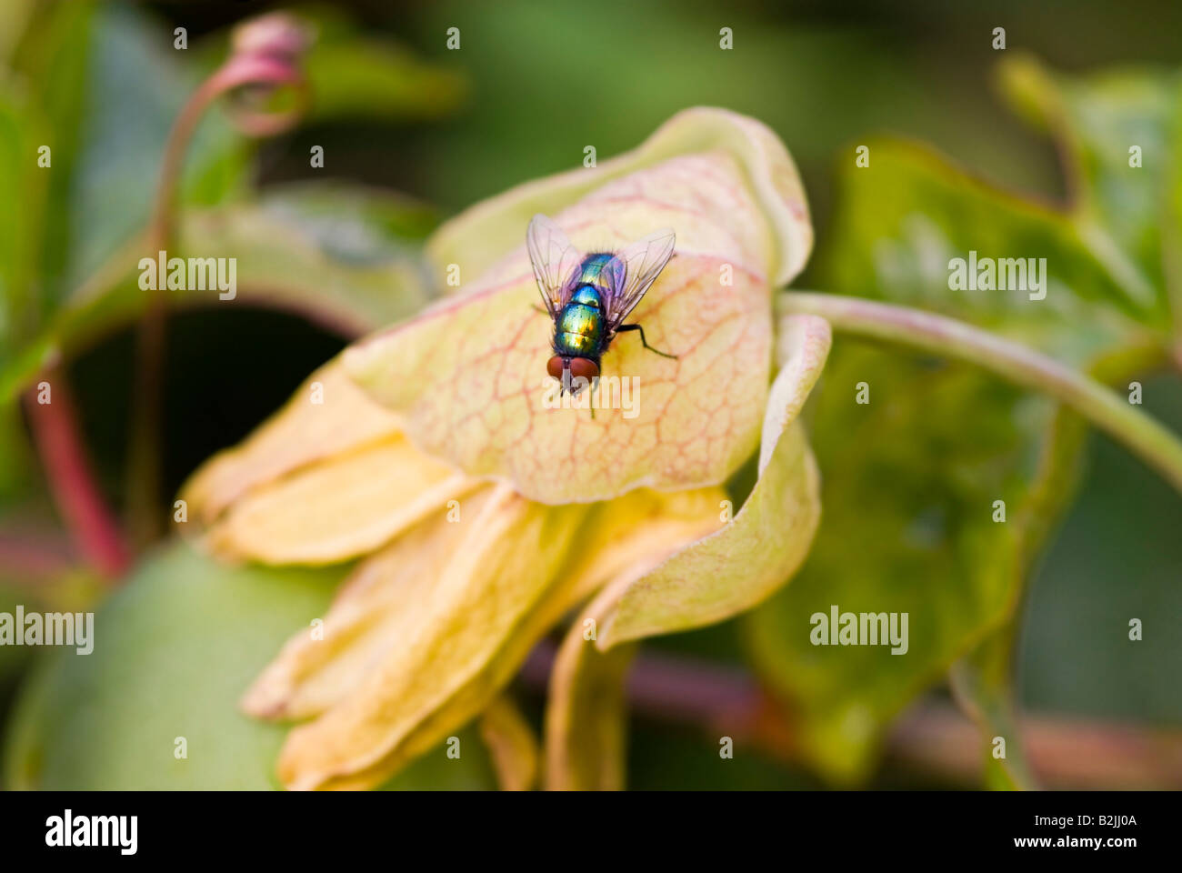 Horizontal close up macro of a Blow fly [Phaenicia sericata] on a passion flower, it's iridescent body glistening in the sun Stock Photo