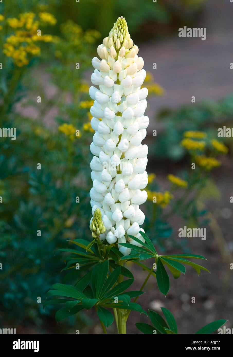 LUPINUS REGALIS BAND OF NOBLES SERIES LUPIN Stock Photo