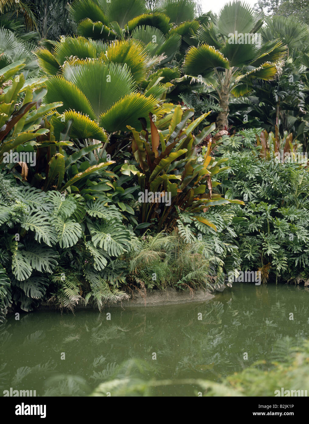 Botanic Gardens Lake Lush green tropical vegetation Palm trees Large leaves ORCHIDS  SINGAPORE Stock Photo