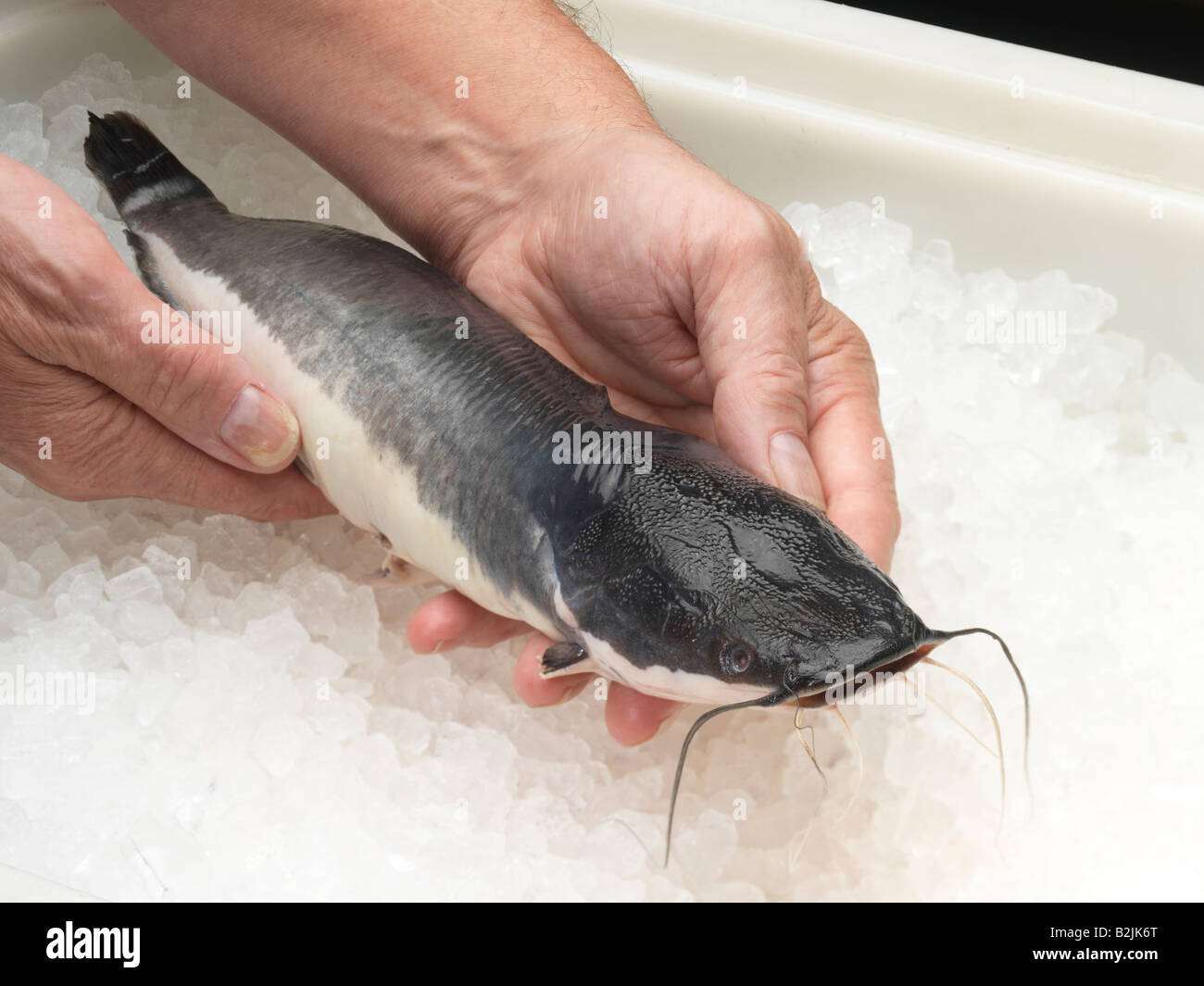 Hand holding Catfish on a bed of ice Stock Photo