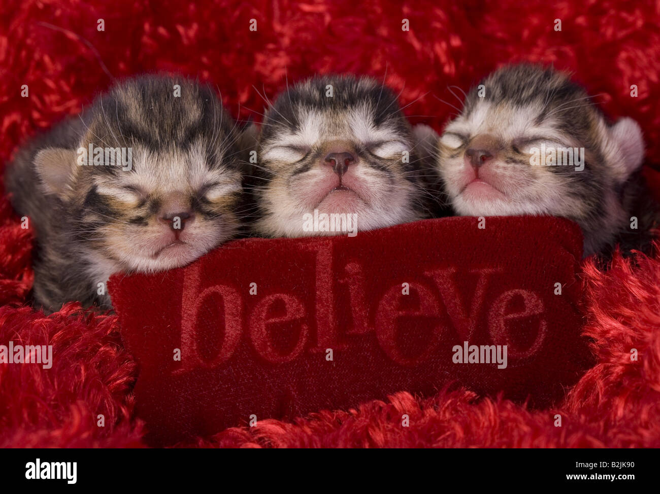 Three newborn kittens on red backgound on pillow that says Believe Stock Photo