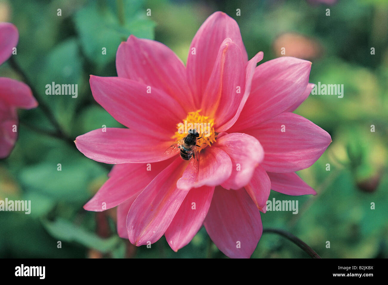 Close-up detail of honey bee on Dahlia flower. Stock Photo