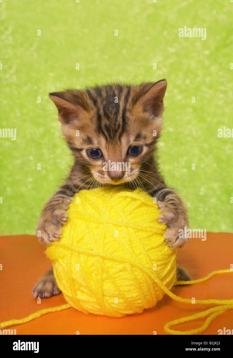 Cute Bengal Kitten On Colorful Orange And Green Background With Ball Stock Photo Alamy