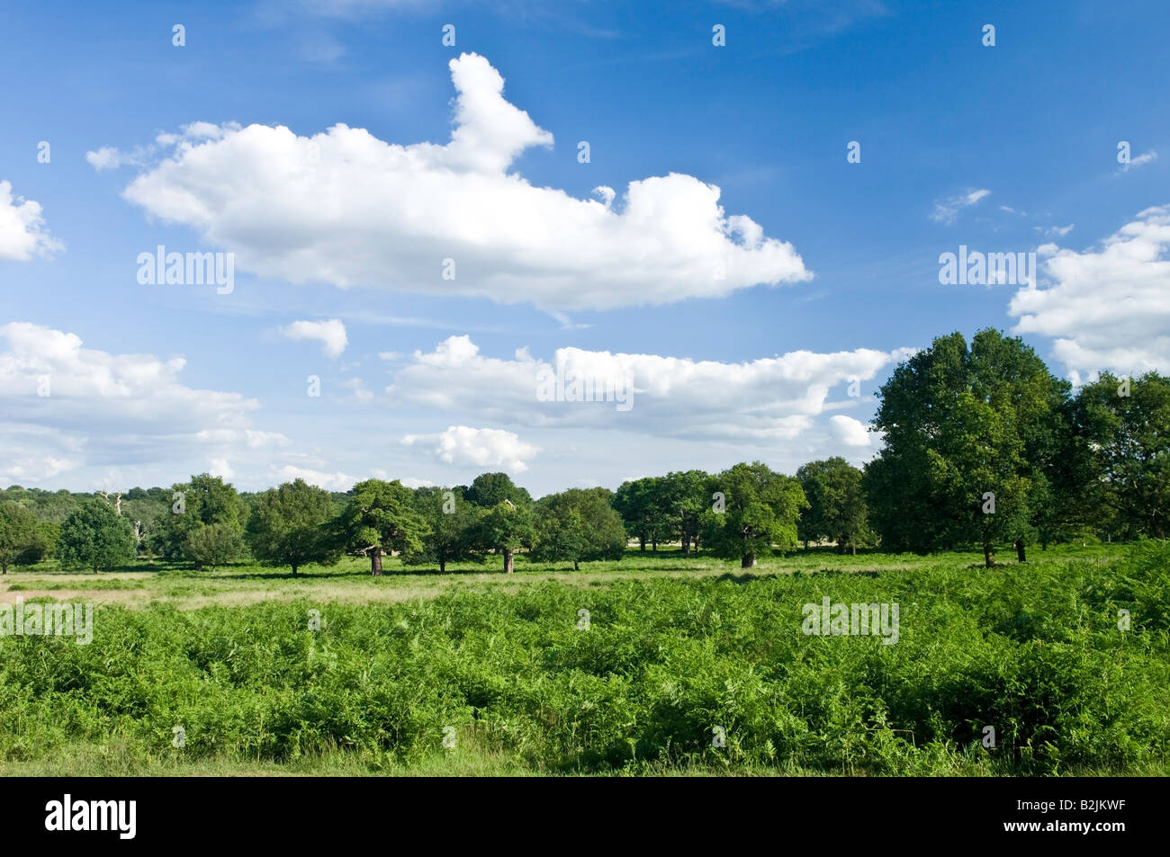 Richmond Park Richmond Greater London England UK Stock Photo Alamy