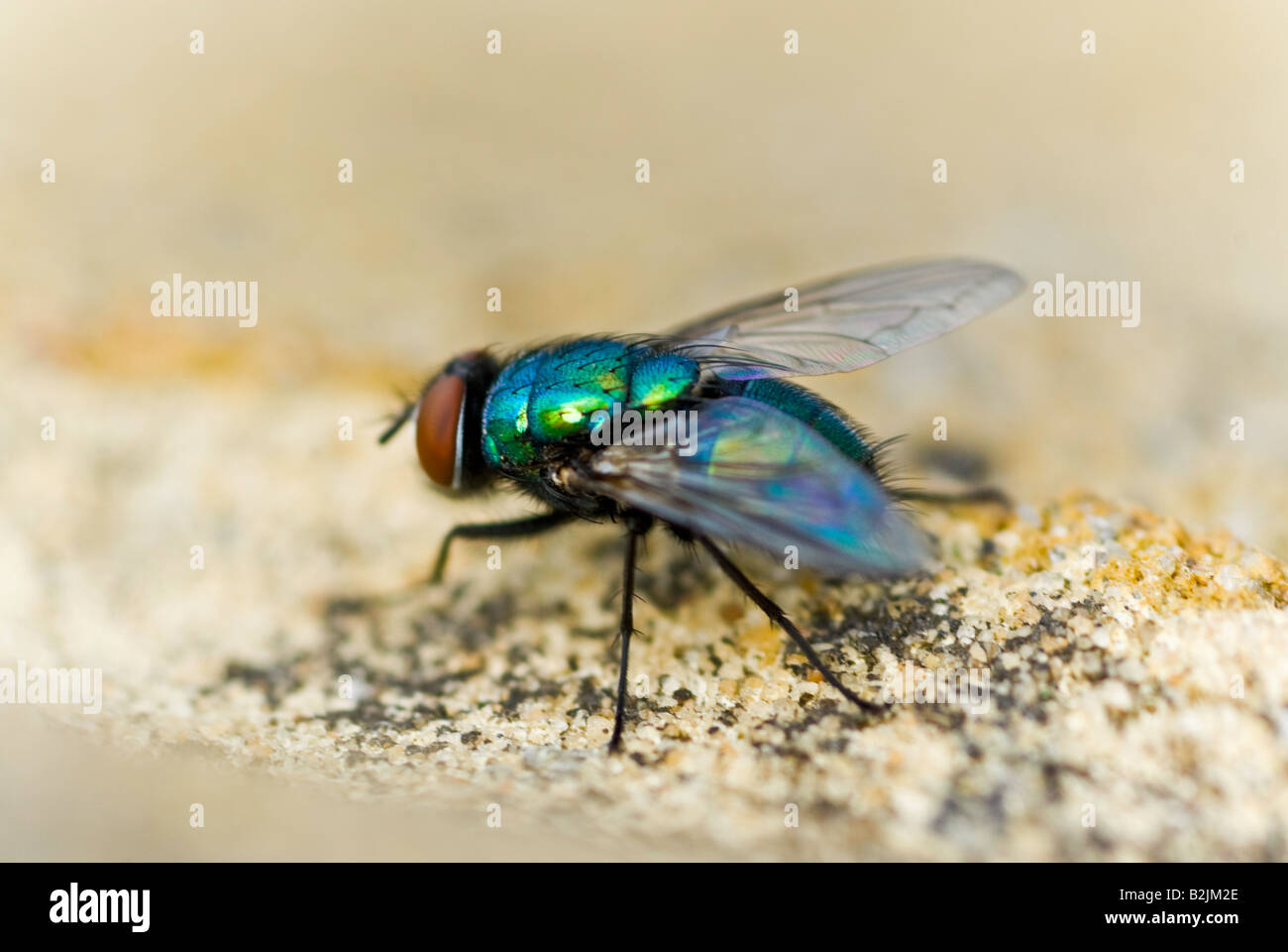 Horizontal close up macro of a Blow fly [Phaenicia sericata] sitting on a wall, it's iridescent body glistening in the sun Stock Photo