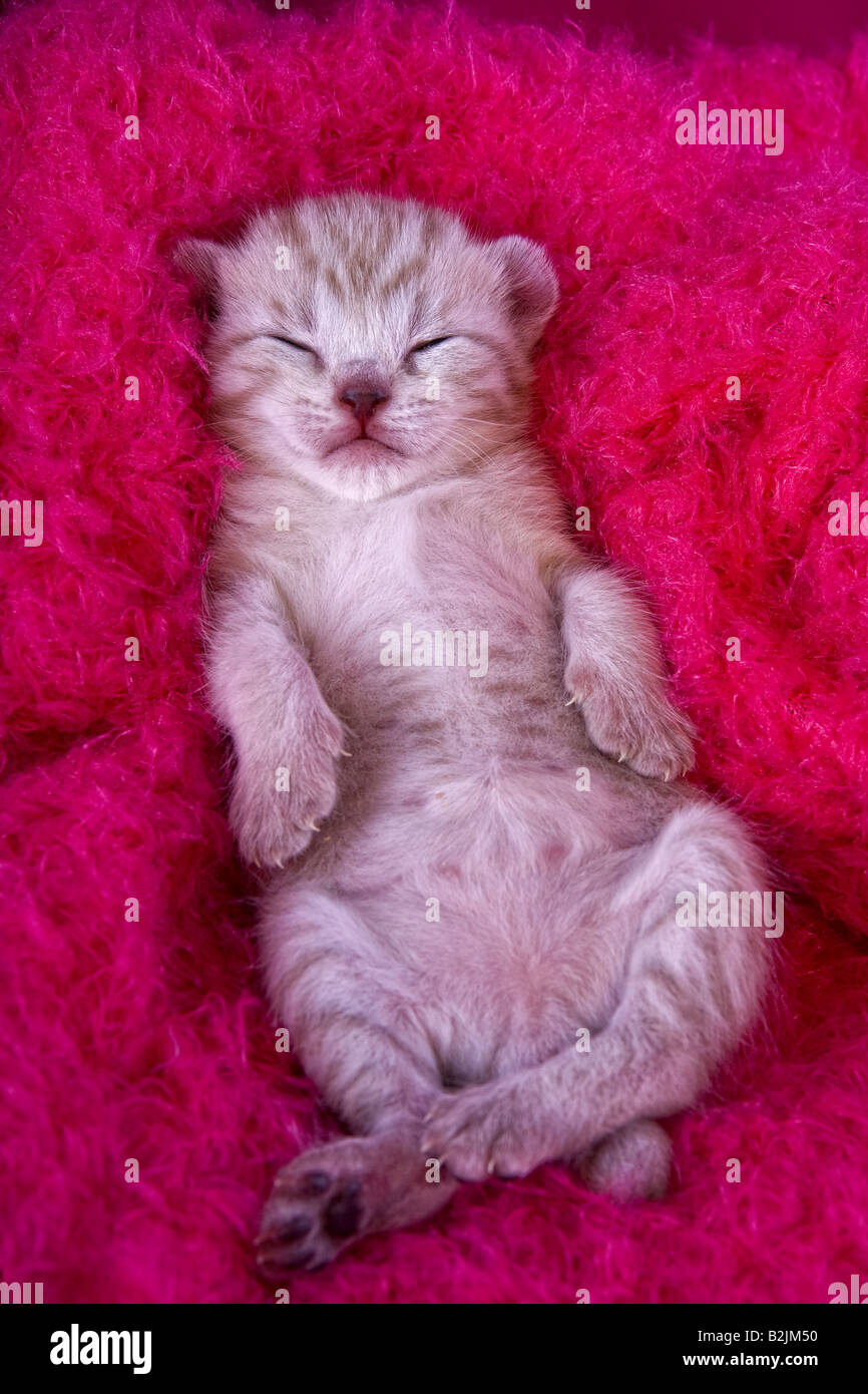 Adorable kitten lying asleep on hot pink furry background Stock Photo