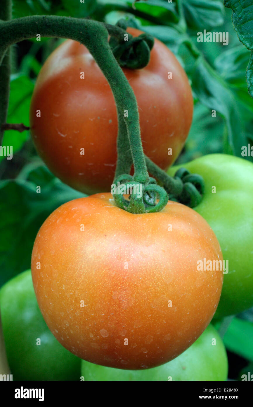 TOMATO FERLINE F1 HYBRID VARIETY WITH BLIGHT TOLERANCE AND RESISTANCE TO VERTICILLIUM AND FUSARIUM WILTS Stock Photo