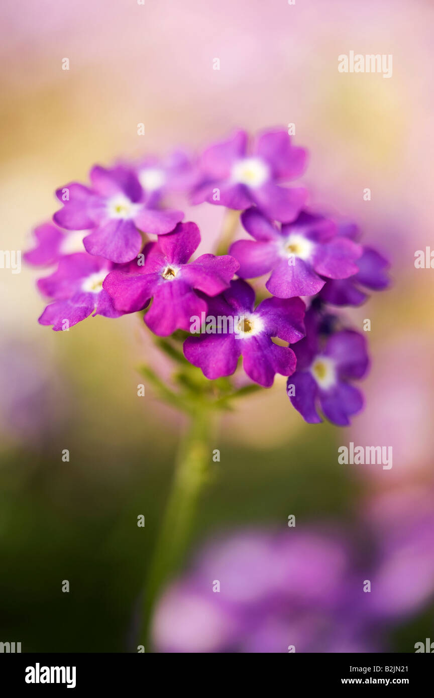 Verbena aztec magic purple flowers portrait Stock Photo