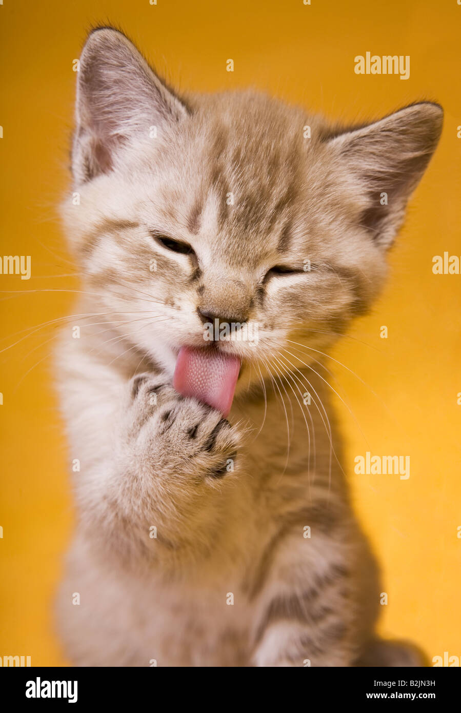 Cute kitten licking paw on golden background Stock Photo