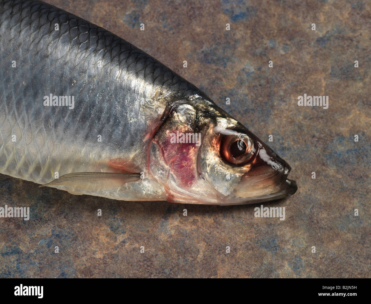 Close up of a Herring's head Stock Photo 18851437 Alamy