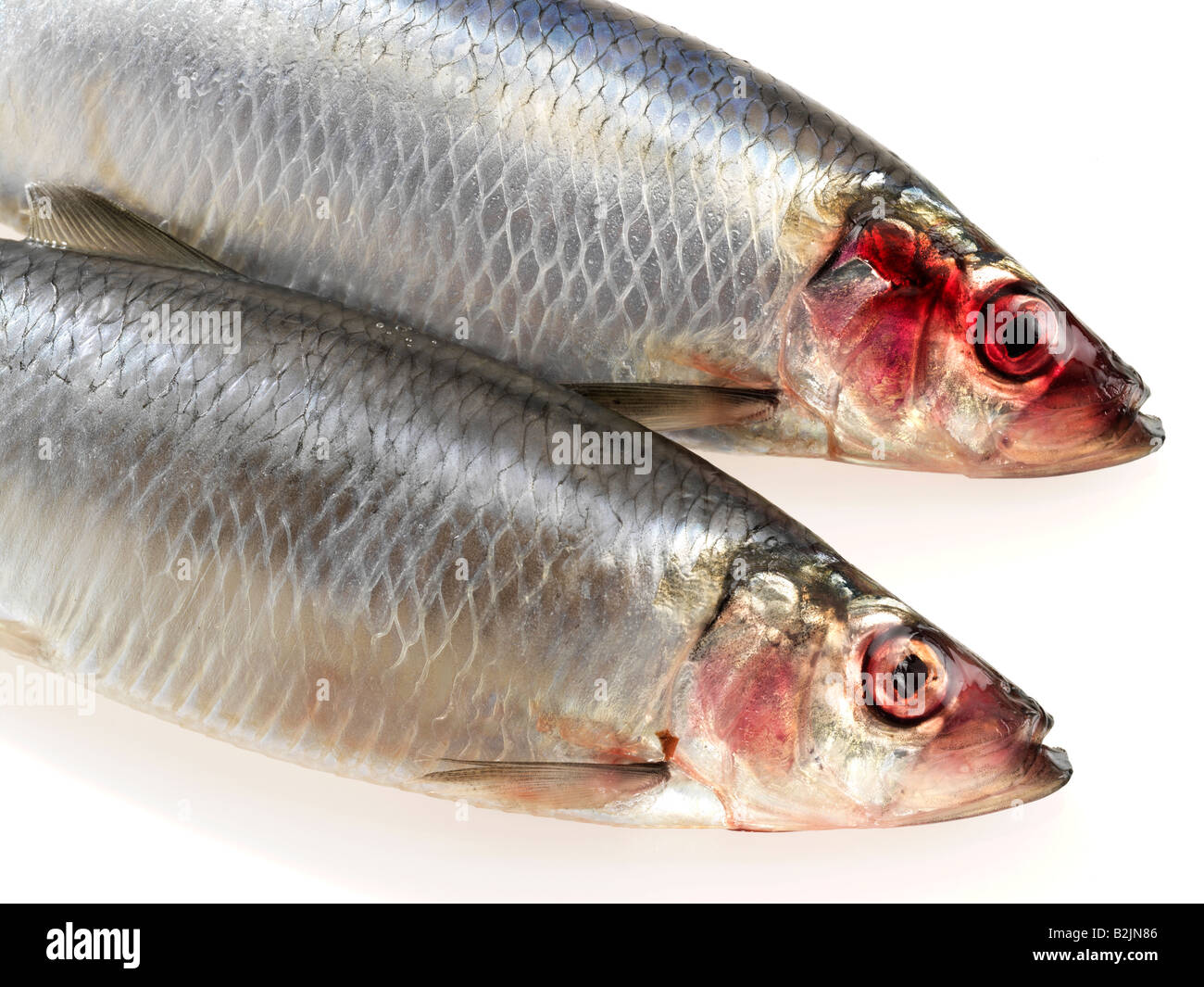 Close up of 2 Herring's Stock Photo