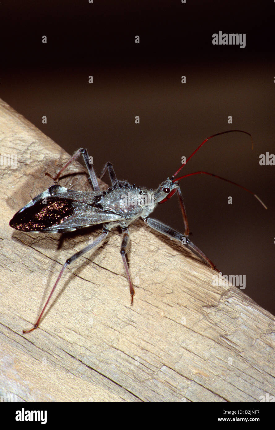 Wheel Bug (Arilus cristatus Stock Photo - Alamy