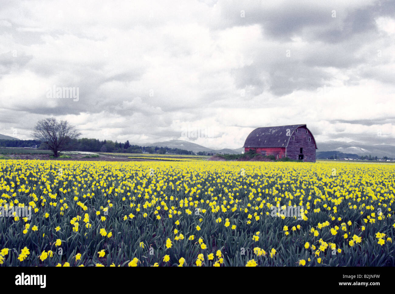 Barn in field of daffodils flowers Skagit Valley Washington USA Stock Photo