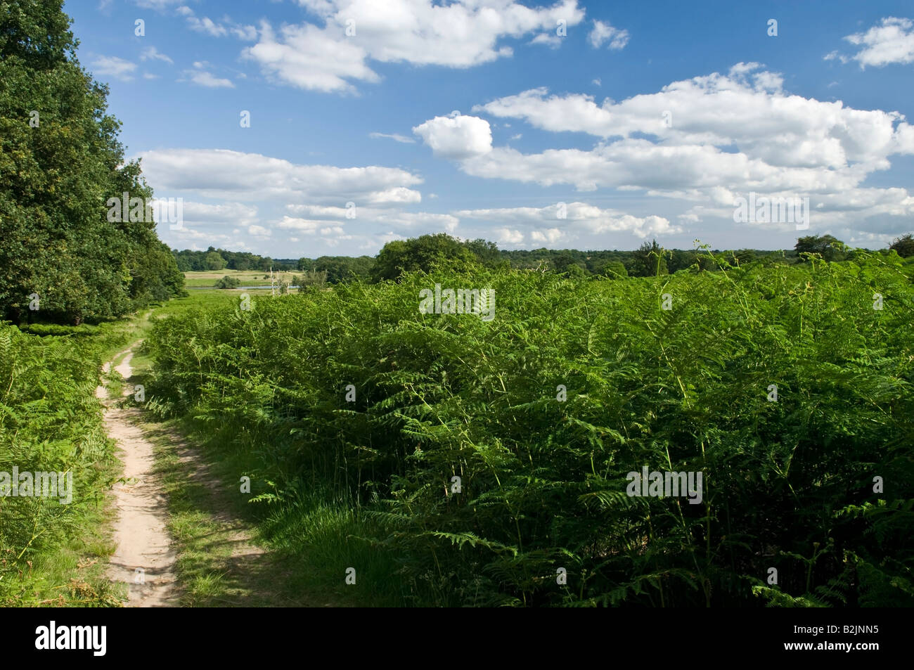 Footpath in Richmond Park Richmond Greater London England UK Stock ...