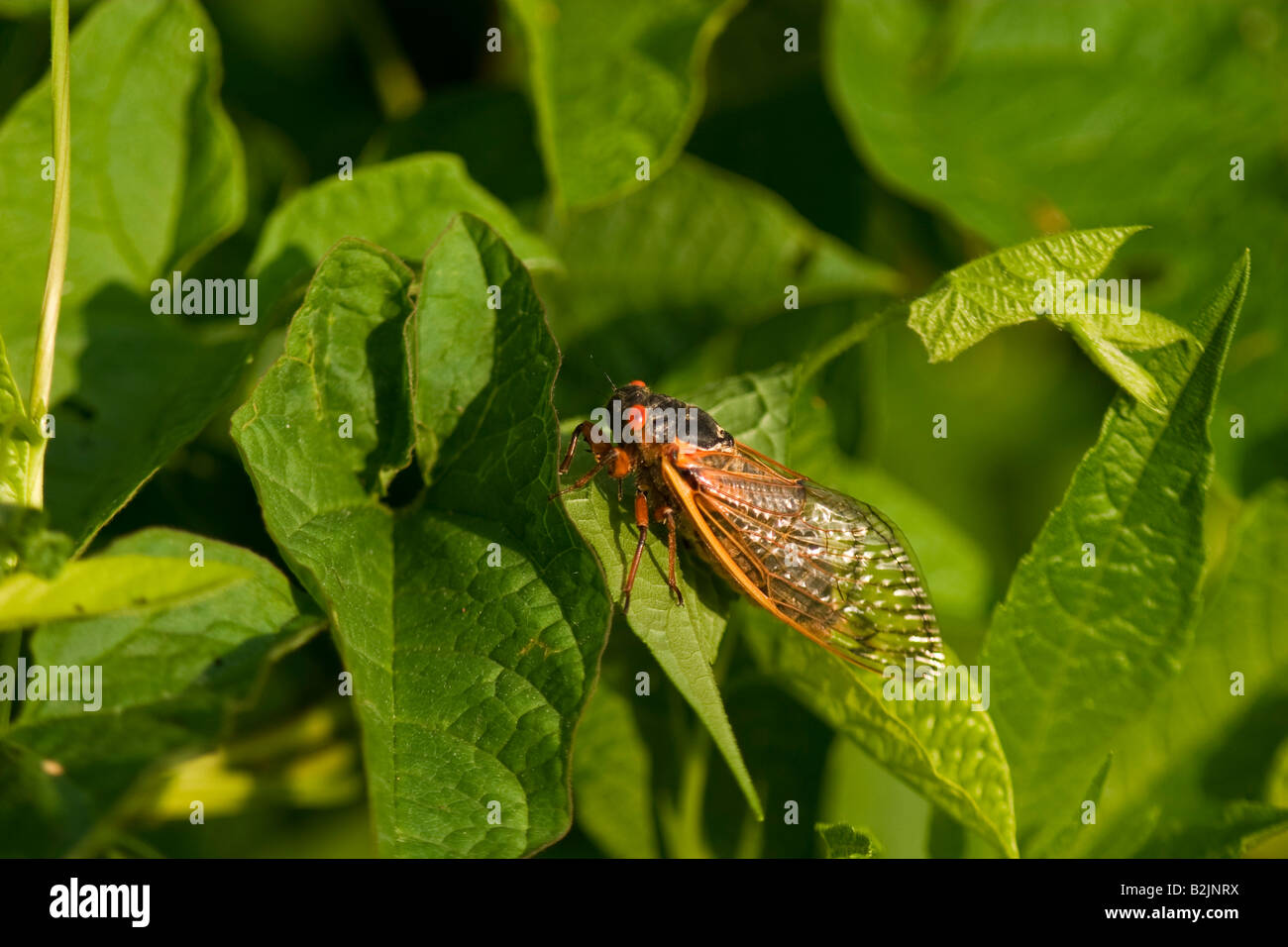 17 year periodical cicada (Magicicada spp) on green leaves Stock Photo