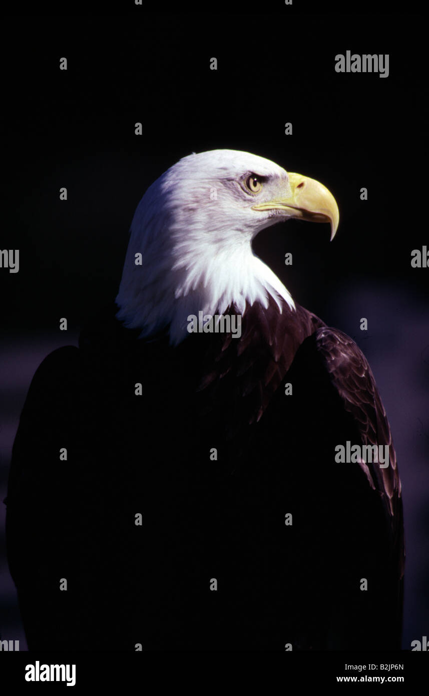 The North American Bald Eagle Head and Shoulders Bust Photo Stock Photo