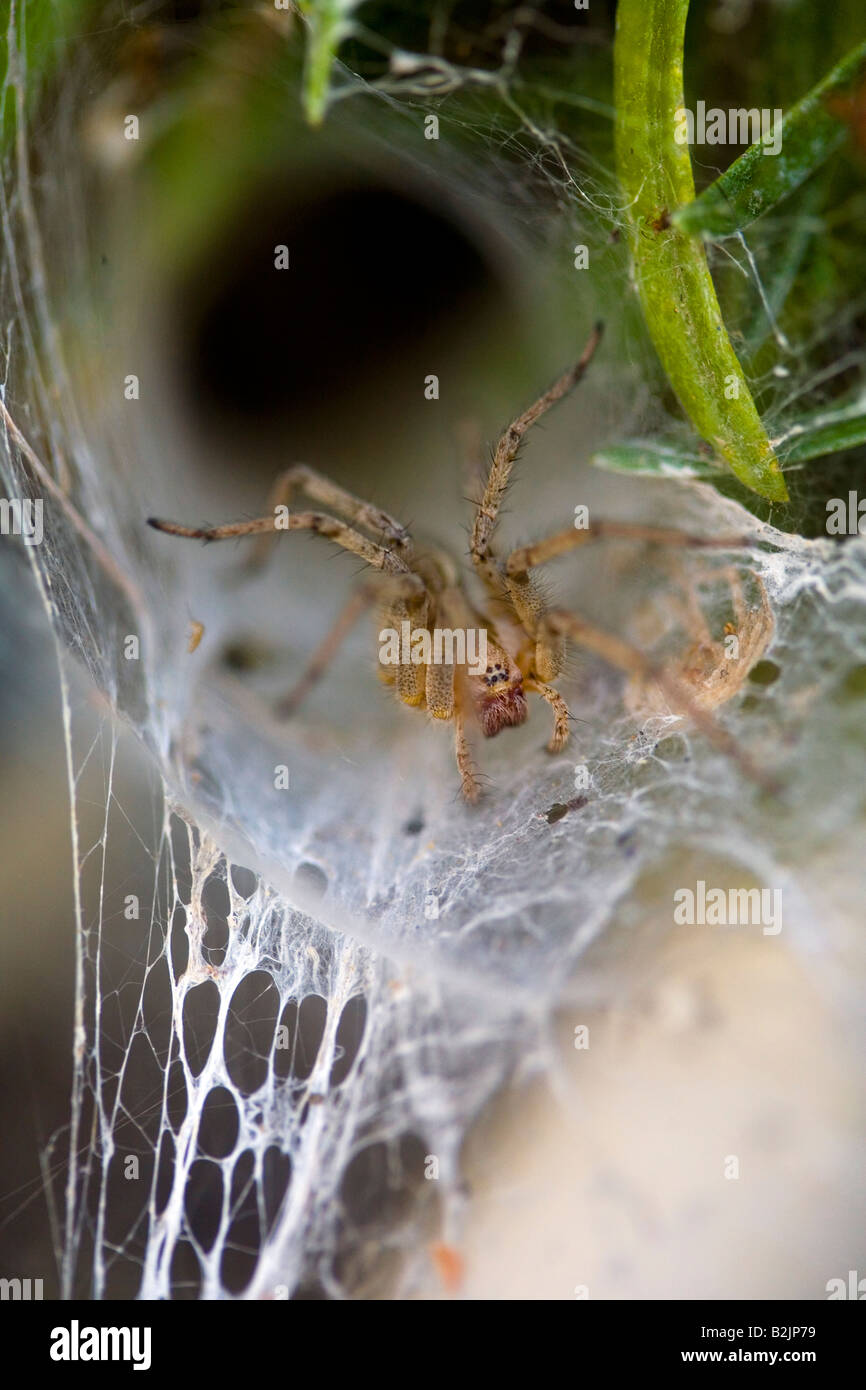 Funnel Web Spider on web Riverside county California USA Stock Photo