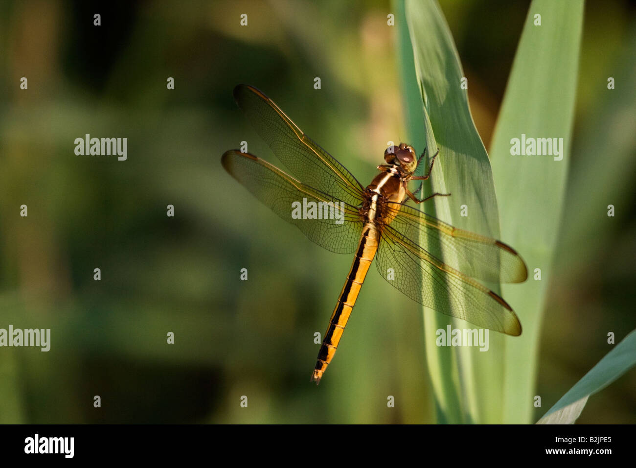 Golden winged Skimmer Stock Photo - Alamy