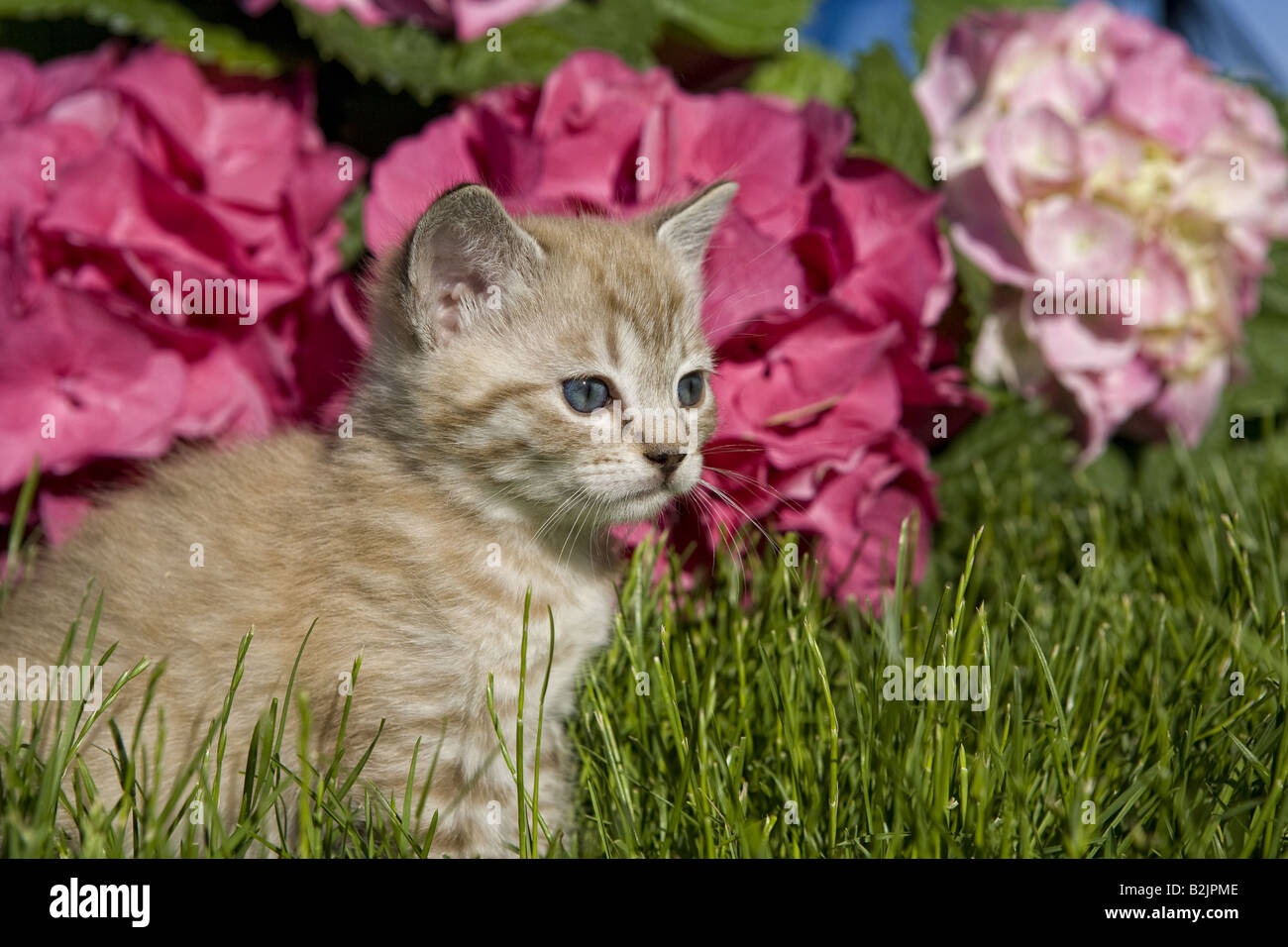 Adorable ear kitten outdoors in the grass with Hydrangea flower in