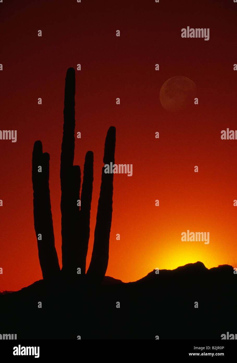 Saguaro Moon Cactus Arizona Cactis with Full Moon Rising Sunset Stock Photo