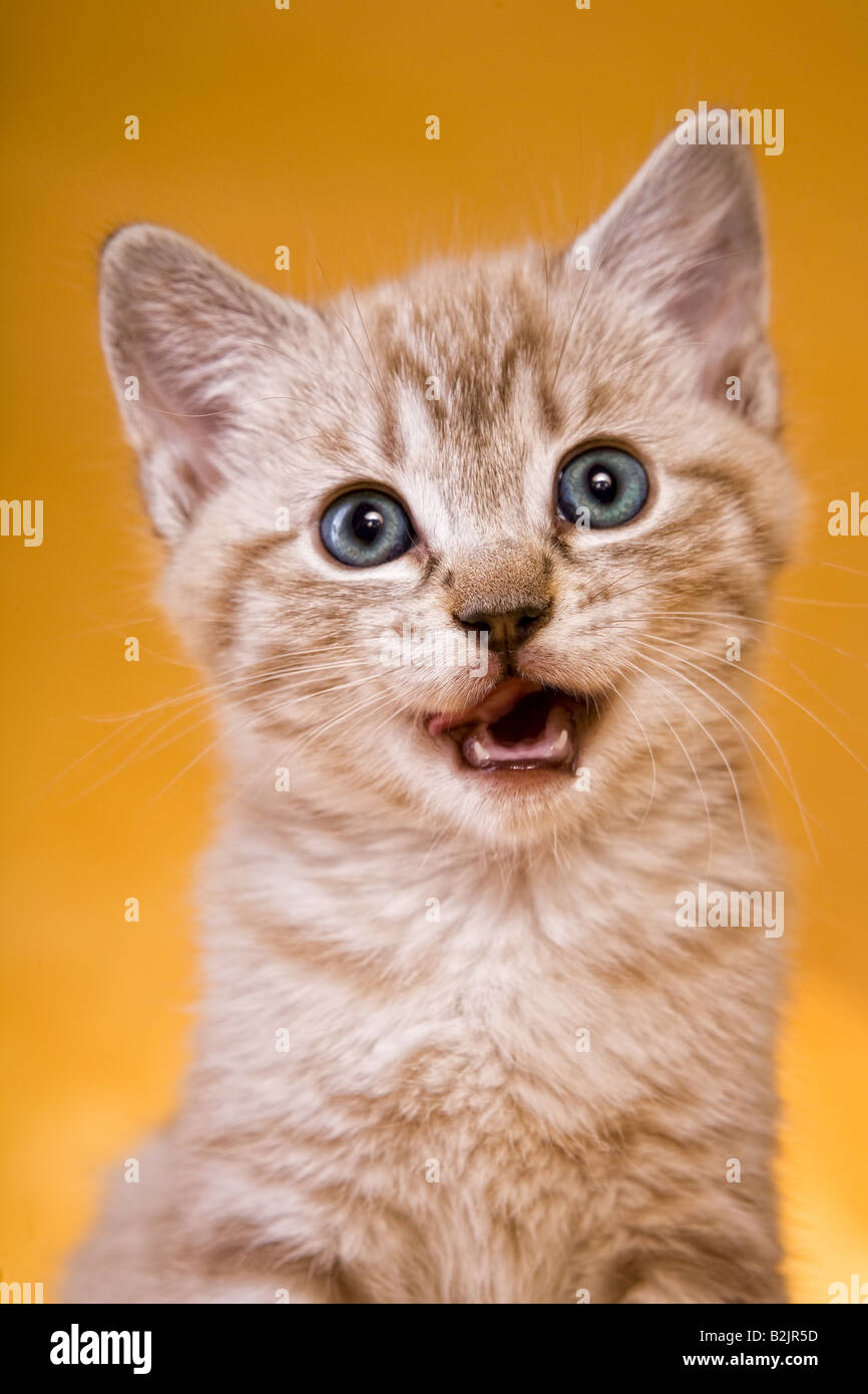 Cute kitten with mouth open on golden background Stock Photo
