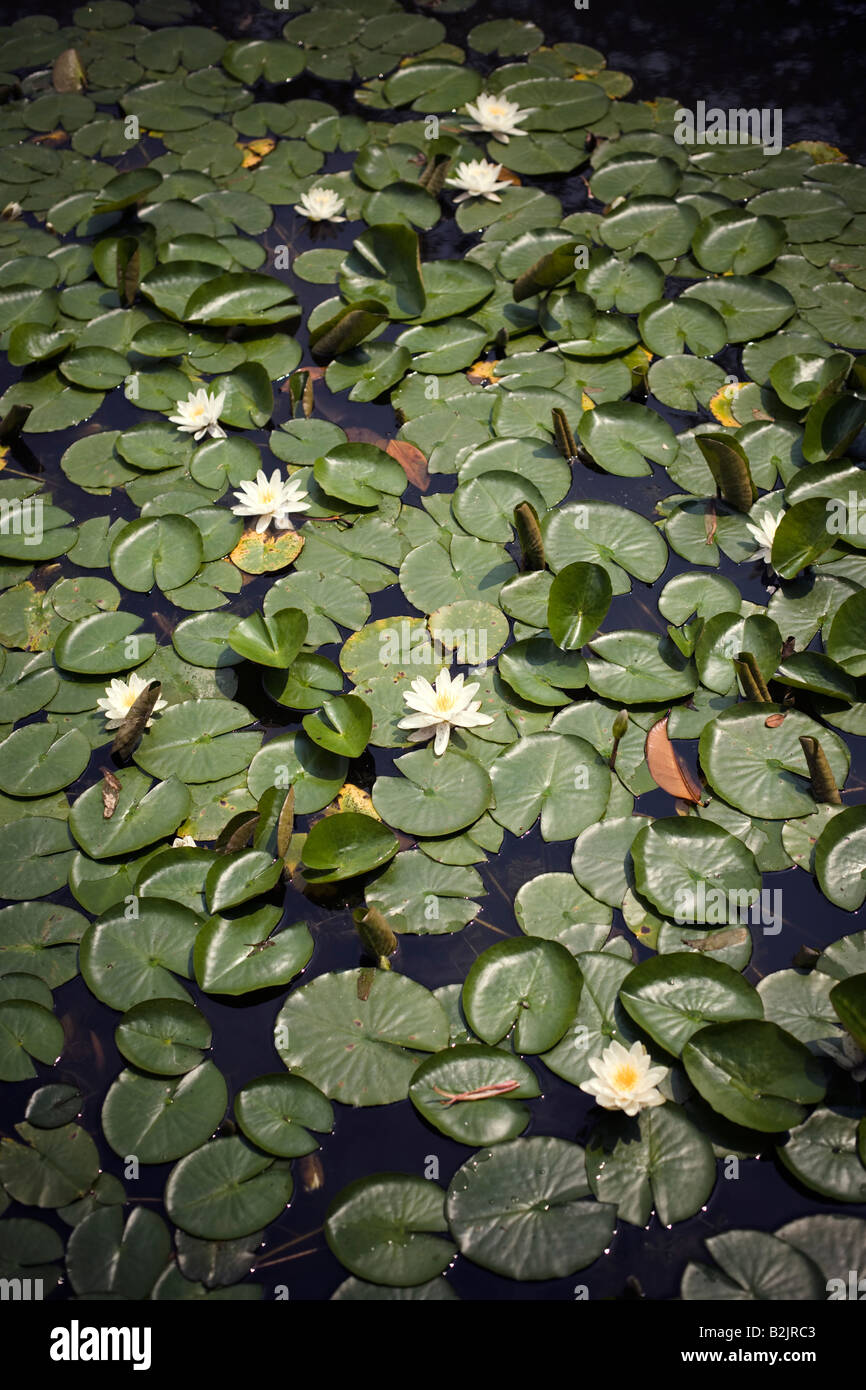 water lilies in bloom Stock Photo