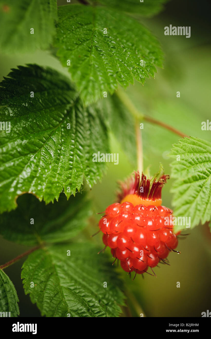 wild berry fruit Stock Photo