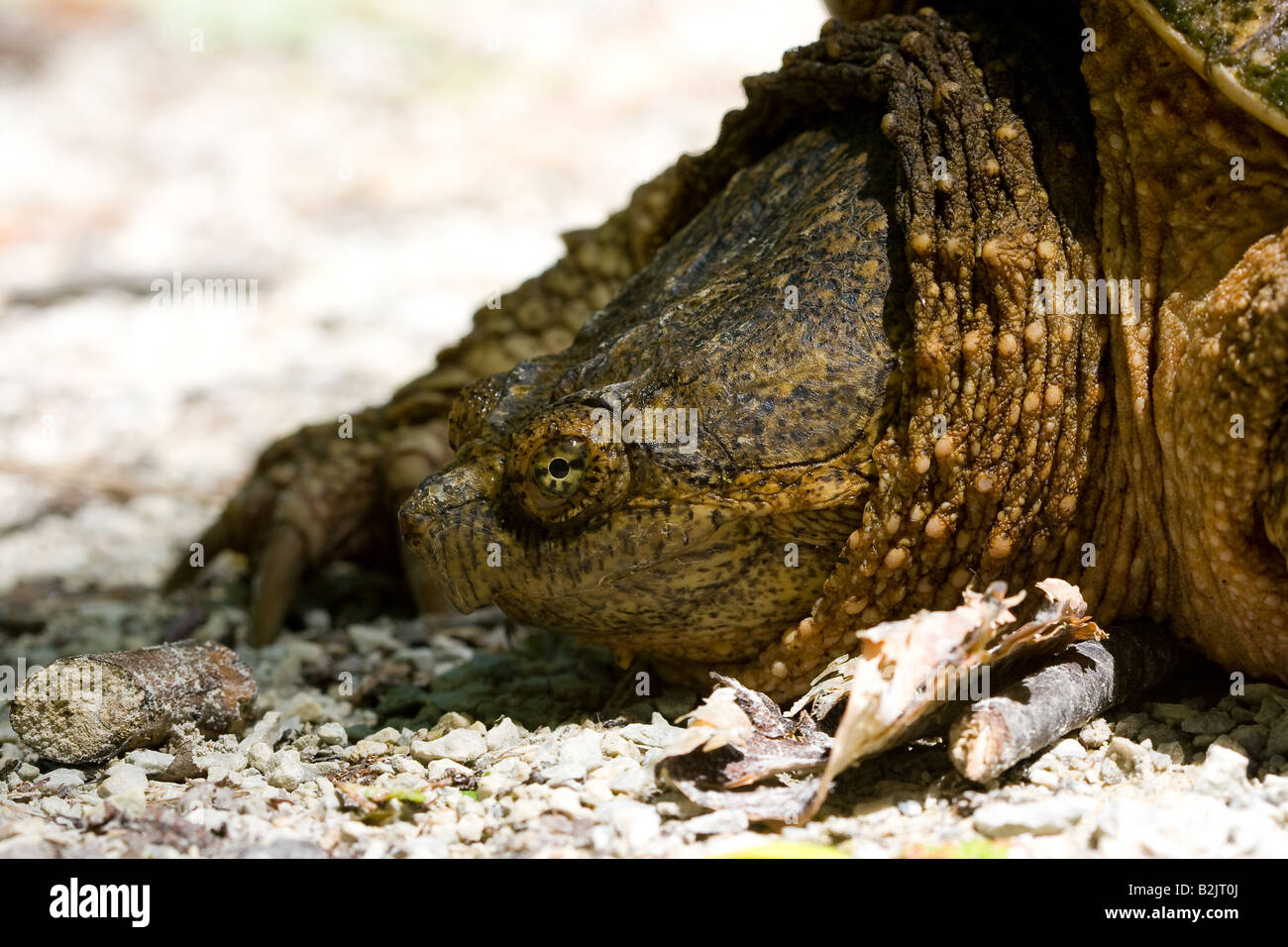 Large snapping turtle basking right in the middle of a single track bike trail. Stock Photo