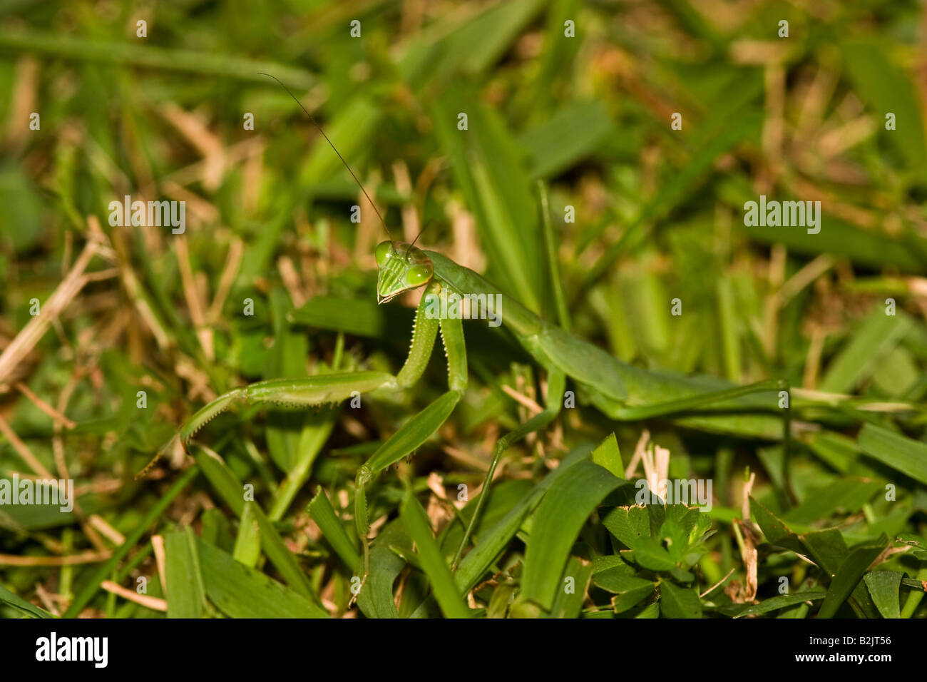Chinese "Preying" Mantis (Tenodera aridifolia sinensis) Stock Photo