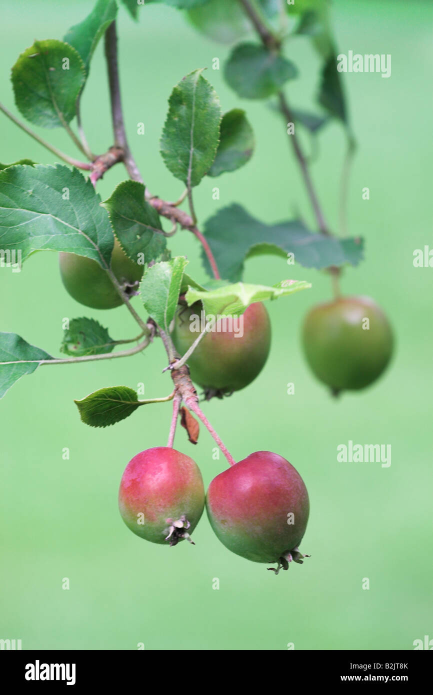 Close up of ripening crab apples against a blurred green background