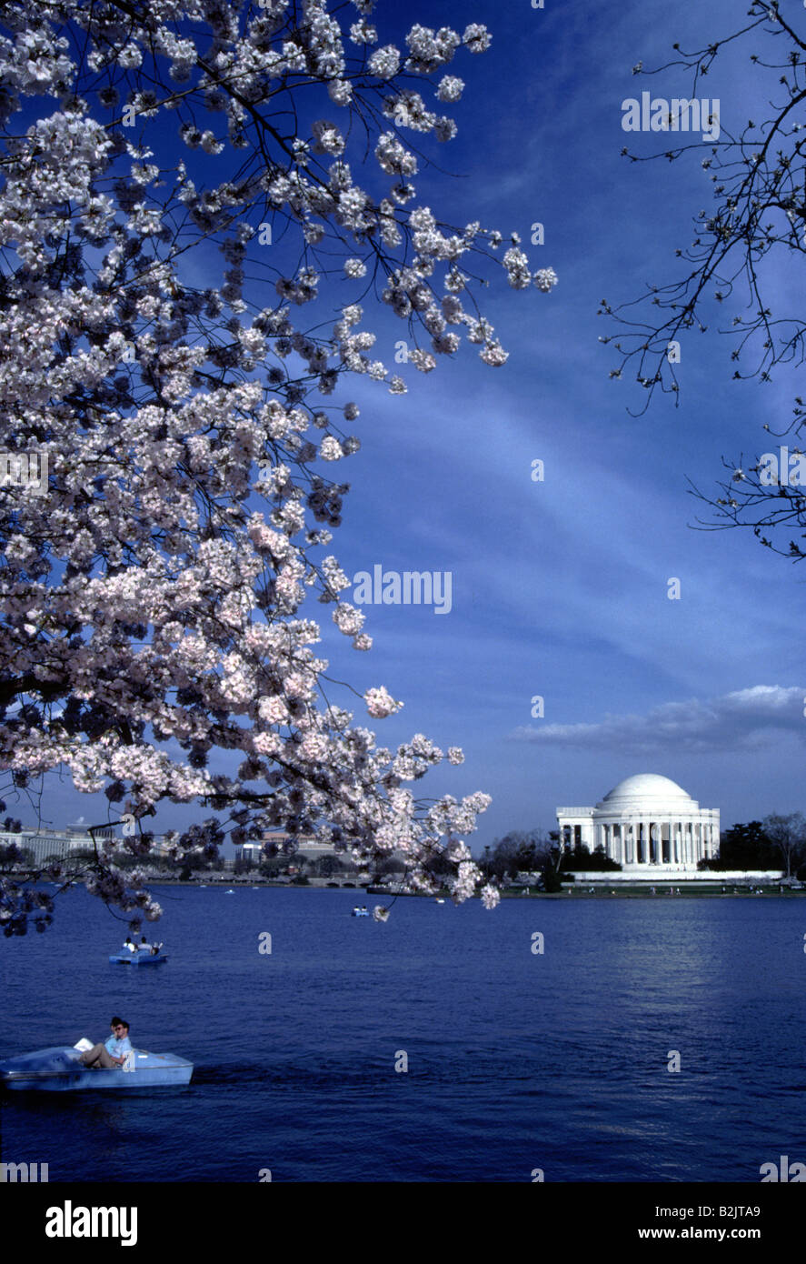Thomas Jefferson Memorial in Washington DC under a Cherry Blossom Tree Stock Photo