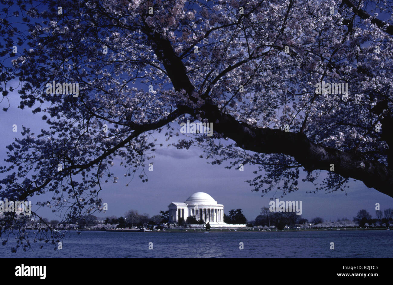 Thomas Jefferson Memorial in Washington DC under a Cherry Blossom Tree Stock Photo