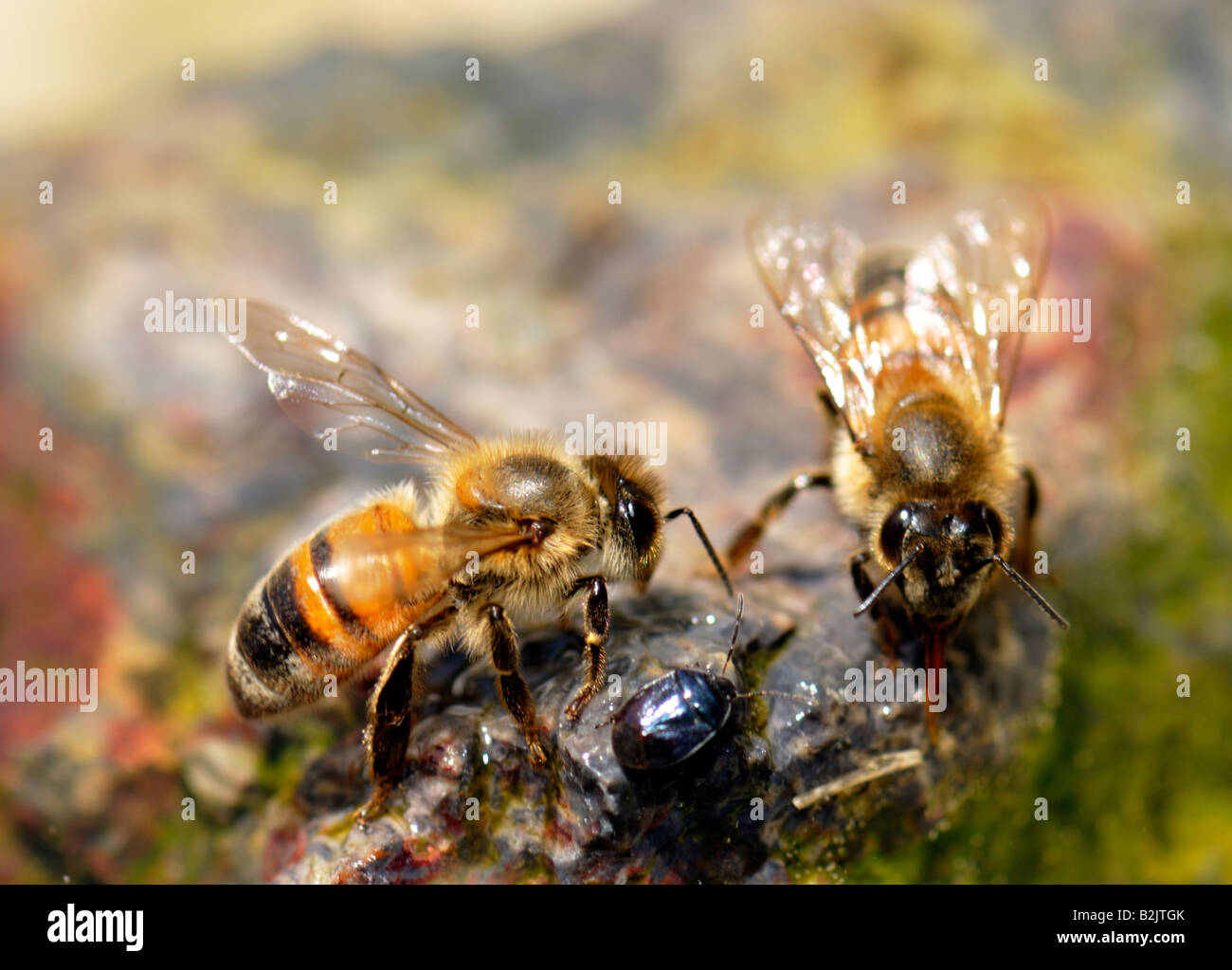 Drinking Honeybee High Resolution Stock Photography and Images Alamy