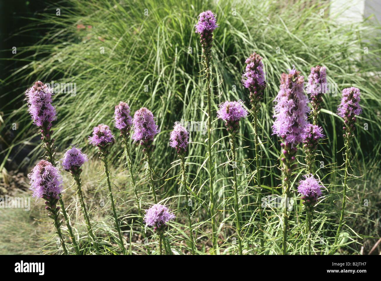 Botany Dense Blazing Star Liatris Spicata Blue Flowering botany-dense-blazing-star-liatris-spicata-blue-flowering