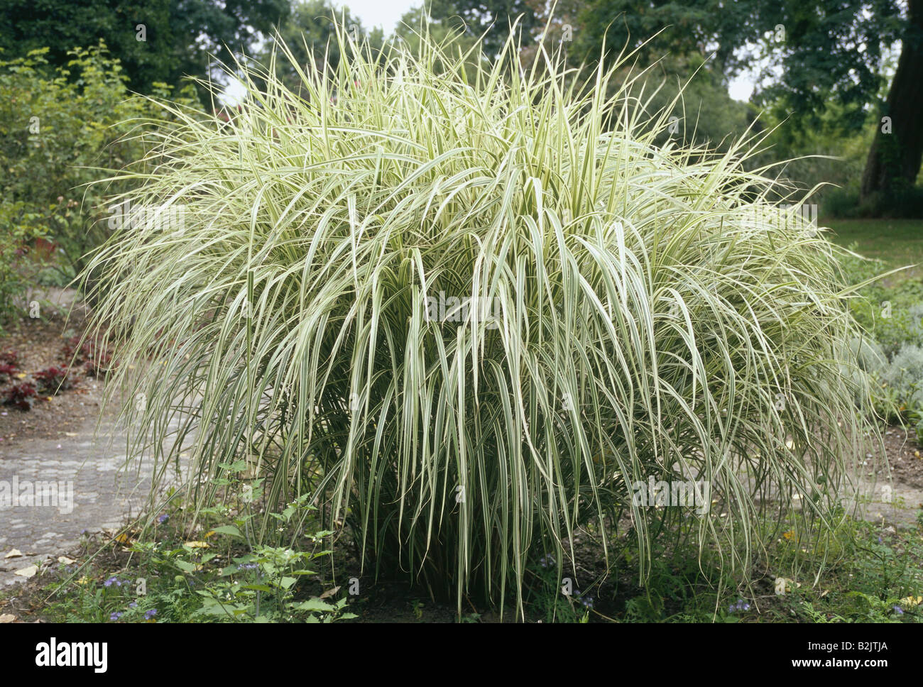 Maiden Grass Miscanthus Sinensis High Resolution Stock Photography And Images Alamy Maiden Grass Miscanthus Sinensis High Resolution Stock Photography And Images Alamy