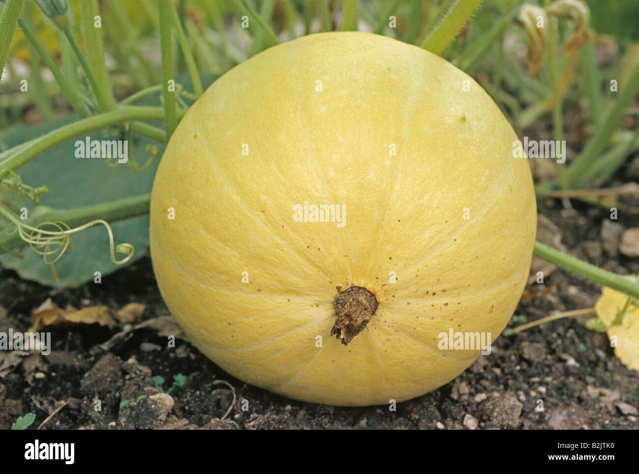 botany, pumpkins (Cucurbita), 'Buttercup squash' (Cucurbita maxima), fruit, Additional-Rights-Clearance-Info-Not-Available Stock Photo