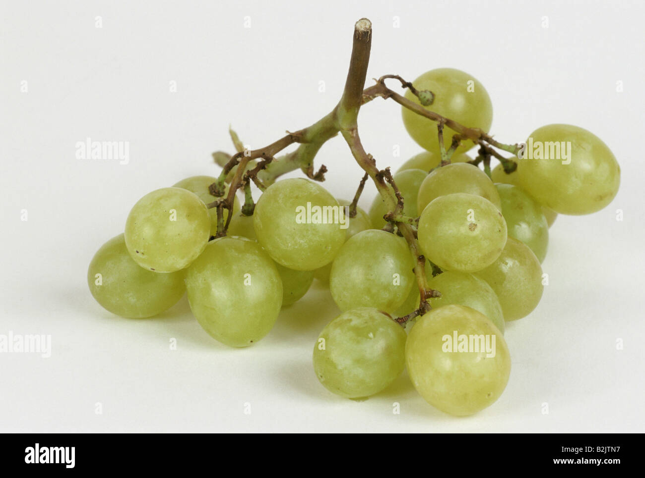 botany, Vitis, table wine (Vitis vinifera), white grapes, Additional-Rights-Clearance-Info-Not-Available Stock Photo