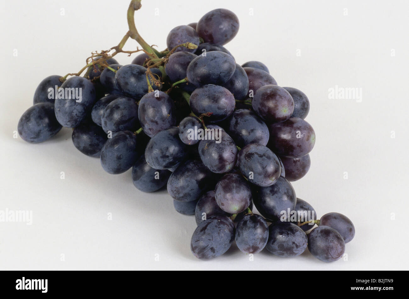 botany, Vitis, table wine (Vitis vinifera), panicle with fruits, Additional-Rights-Clearance-Info-Not-Available Stock Photo