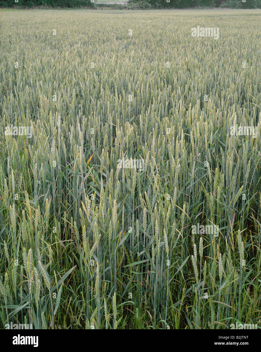botany, wheat, (Triticum), Common wheat, (Triticum aestivum), Kamen, Germany, Additional-Rights-Clearance-Info-Not-Available Stock Photo