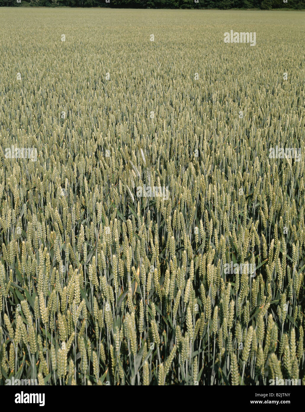 botany, wheat, (Triticum), Common wheat, (Triticum aestivum), Kamen, Germany, Additional-Rights-Clearance-Info-Not-Available Stock Photo