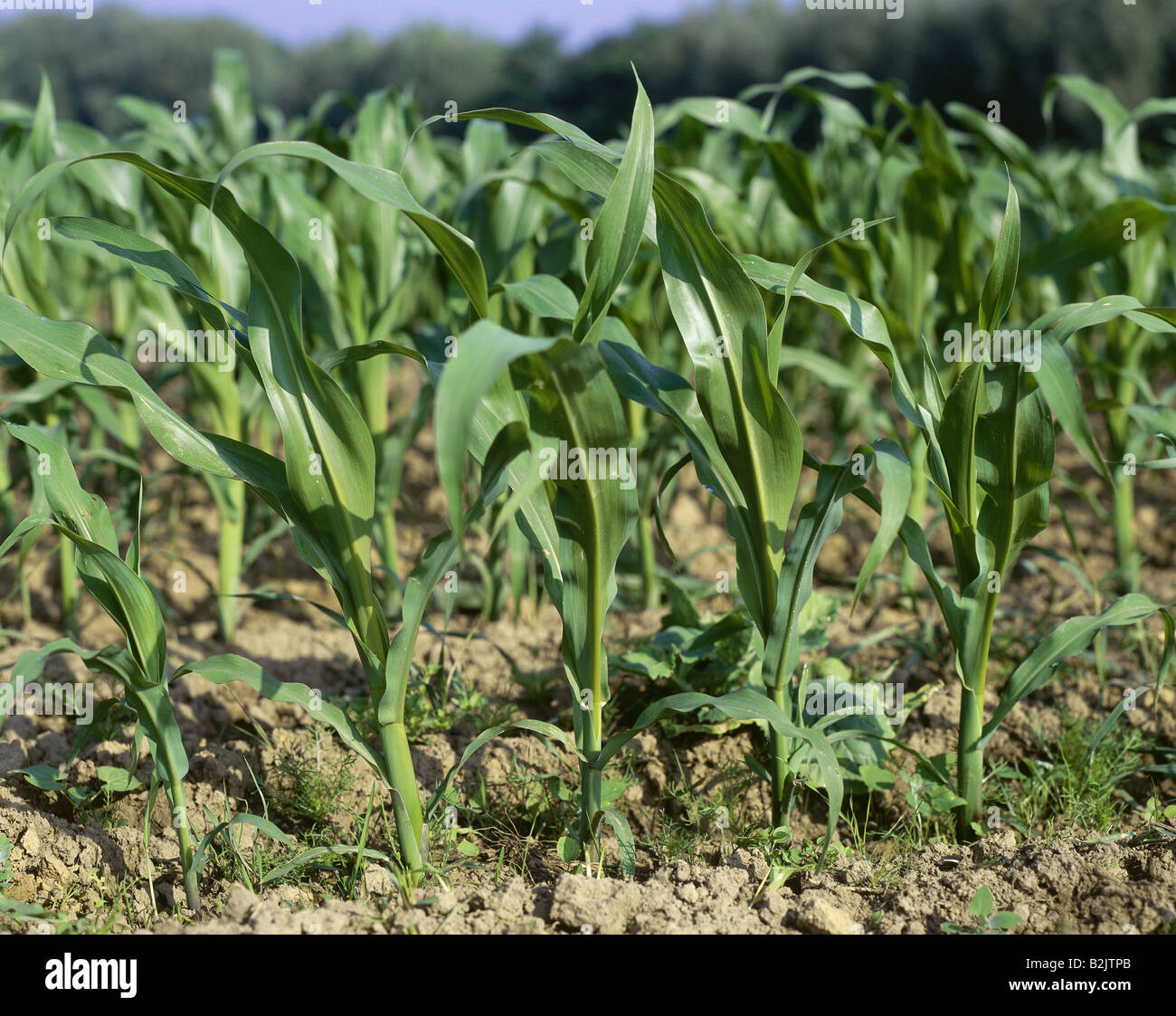 botany, Zea, 'Maize' (Zea mays), subspecies (Zea mays ssp. mays), field, seedlings, Kamen, Germany, Additional-Rights-Clearance-Info-Not-Available Stock Photo