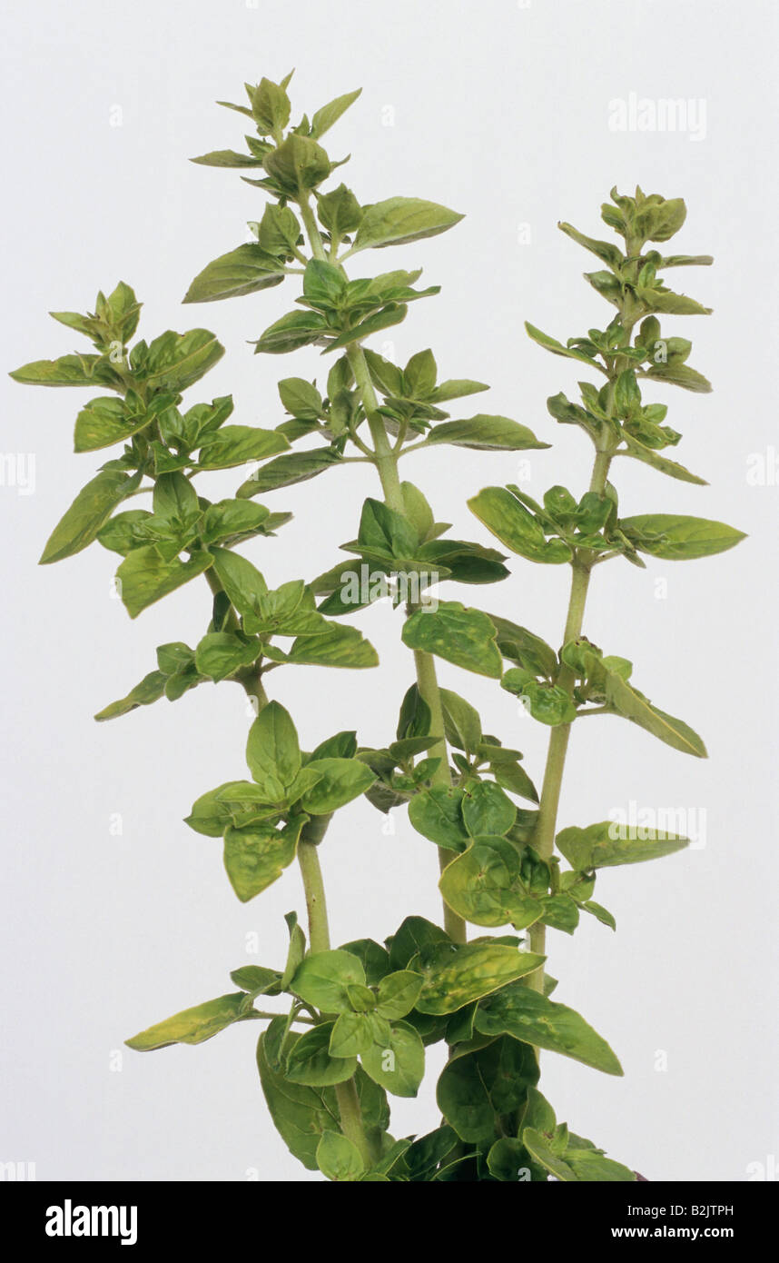 botany, Basil, (Ocimum basilicum), leaves at shoot, studio shot