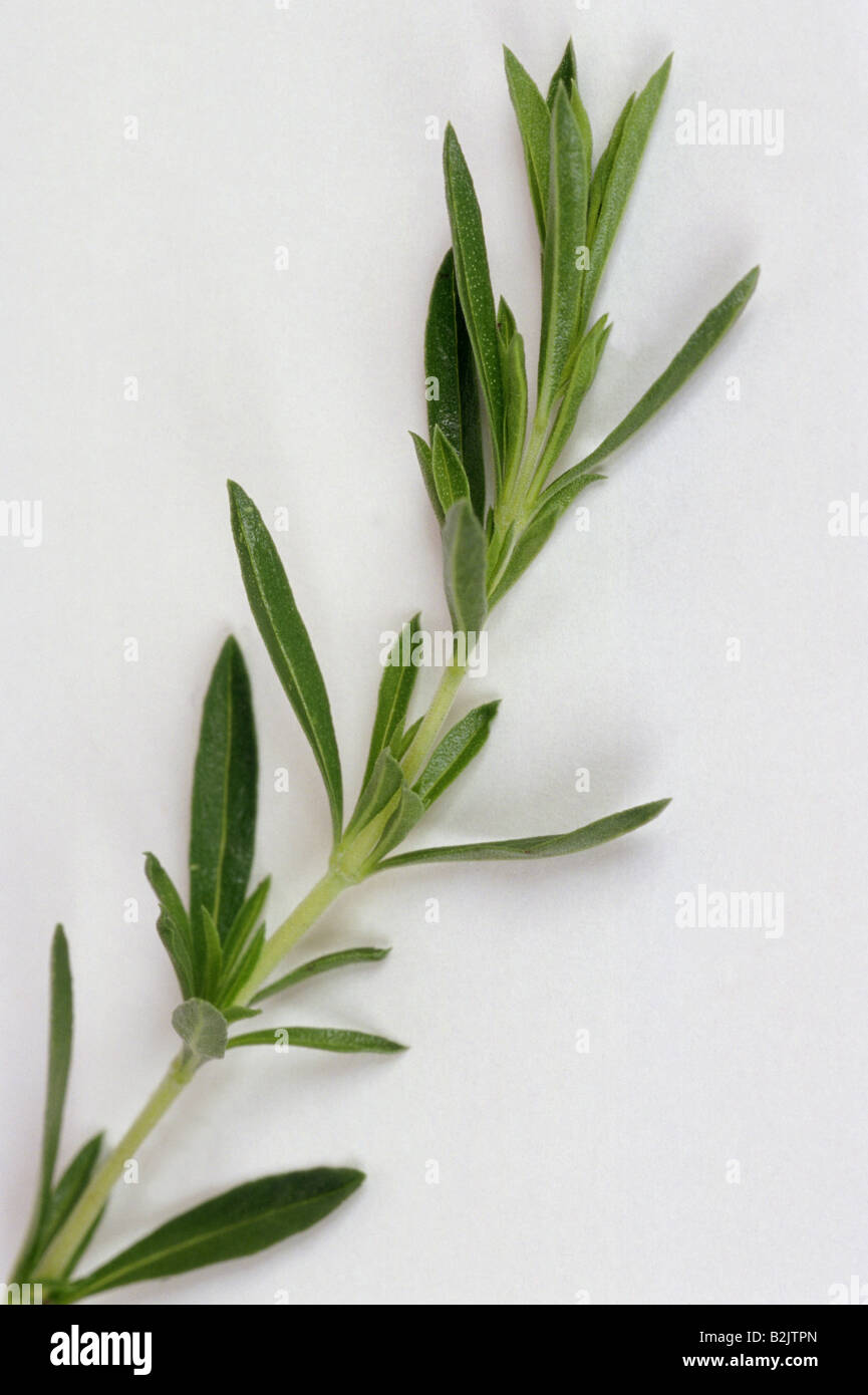 botany, Common Thyme, (Thymus vulgaris), shoot with leaves, studio shot, AdditionalRights
