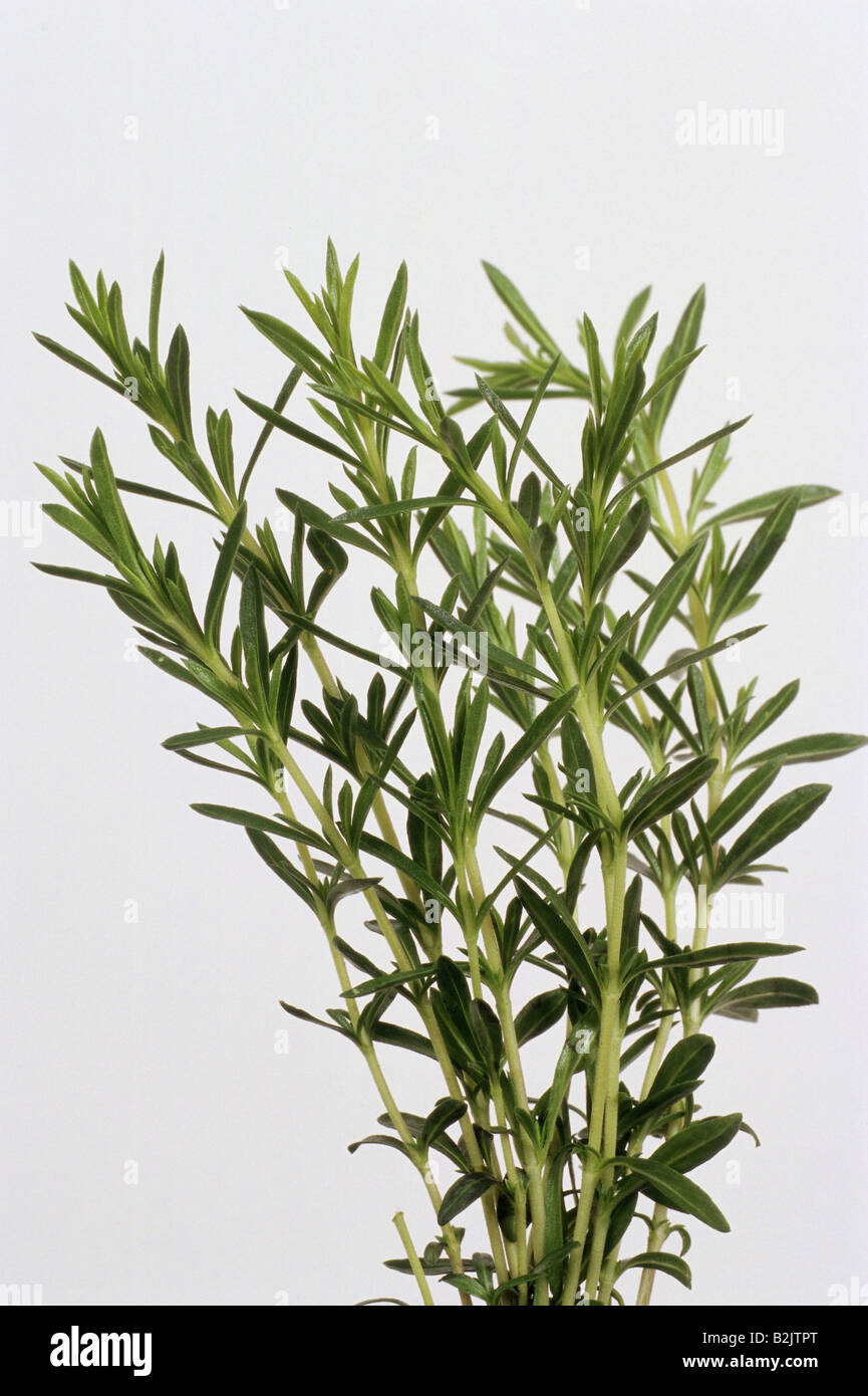 botany, Common Thyme, (Thymus vulgaris), shoots with leaves, studio shot, Additional-Rights-Clearance-Info-Not-Available Stock Photo
