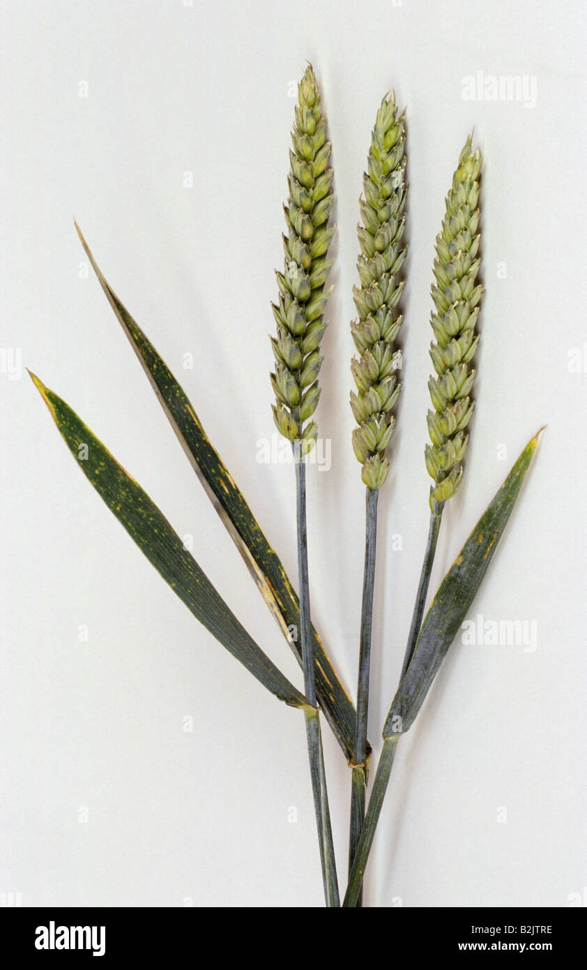 botany, wheat, (Triticum), Common wheat, (Triticum aestivum), ears, Additional-Rights-Clearance-Info-Not-Available Stock Photo