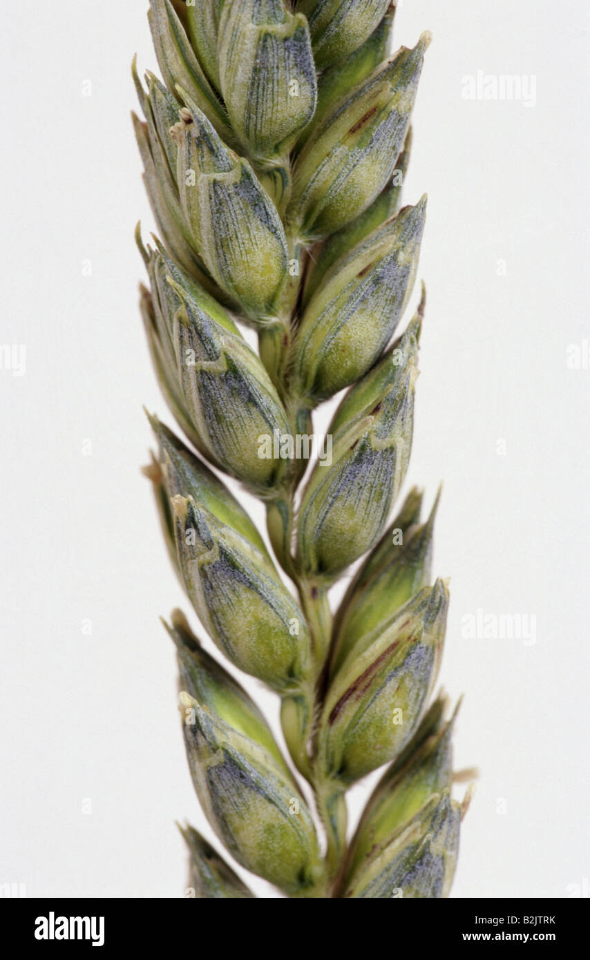 botany, wheat, (Triticum), Common wheat, (Triticum aestivum), ear, detail, Additional-Rights-Clearance-Info-Not-Available Stock Photo