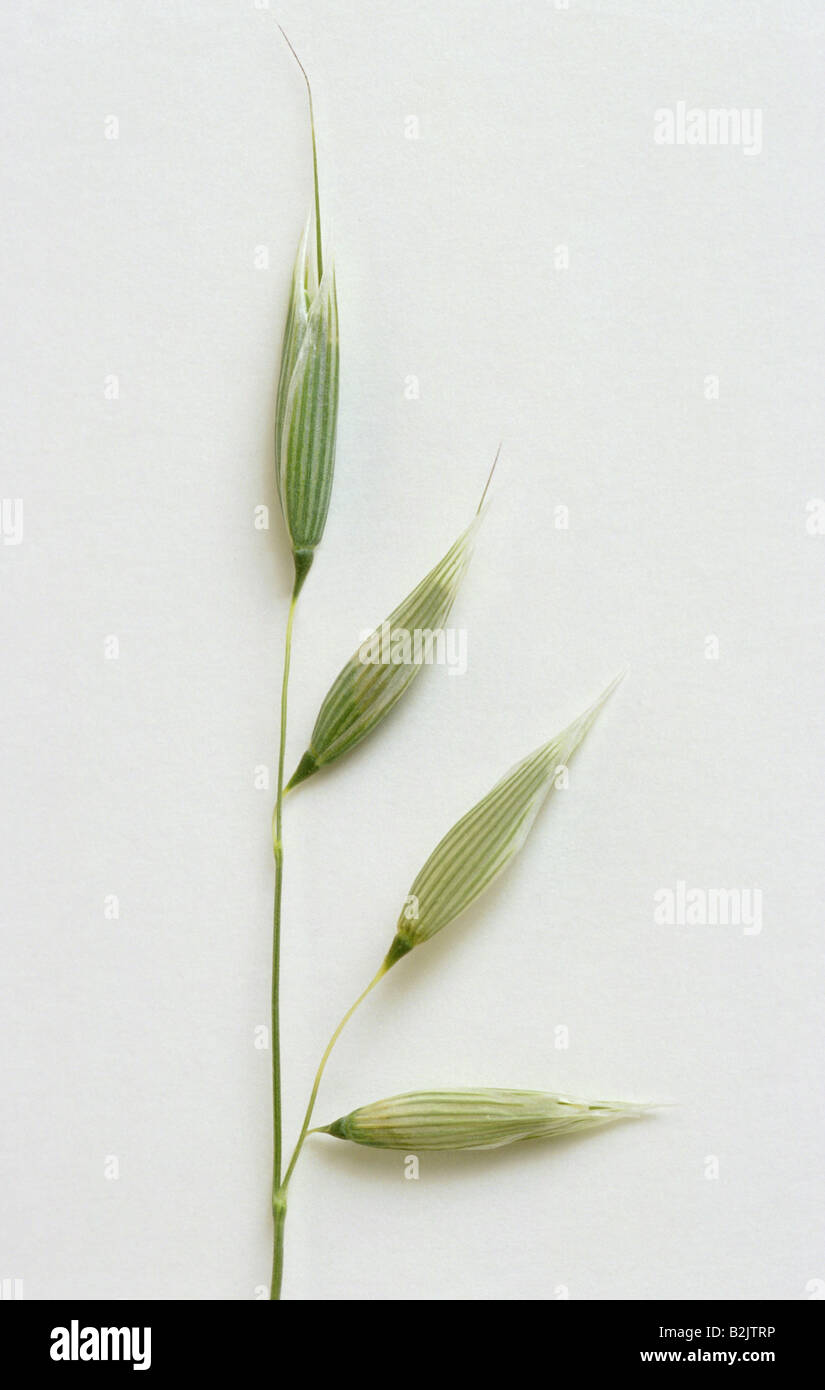 botany, oat, (Avena), Oat, (Avena sativa), panicle, Additional-Rights-Clearance-Info-Not-Available Stock Photo
