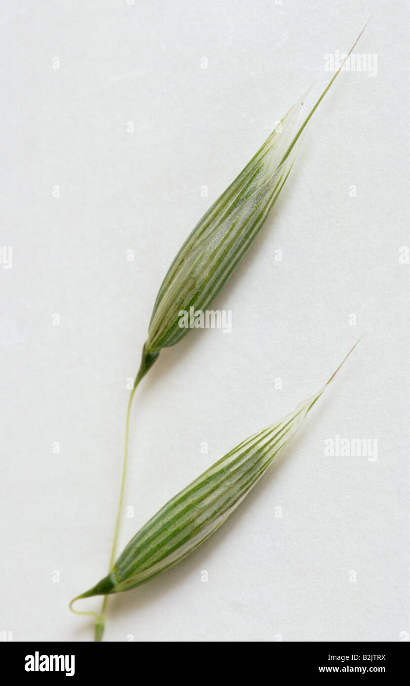 botany, oat, (Avena), Oat, (Avena sativa), panicle, detail, Additional-Rights-Clearance-Info-Not-Available Stock Photo