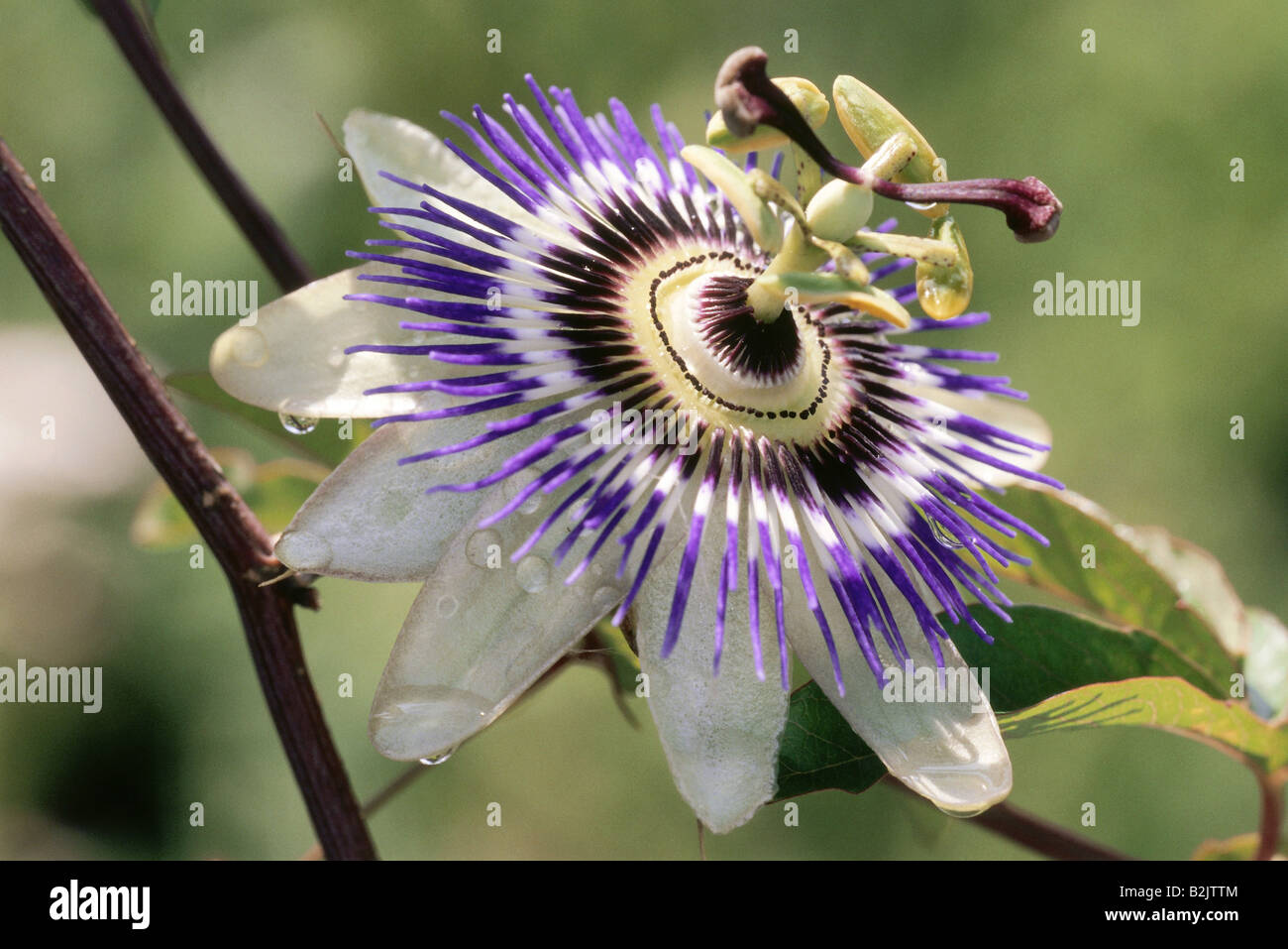 Passion flower passiflora caerulea bud hires stock photography and